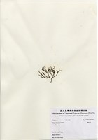 藏品(鐵釘菜)的圖片